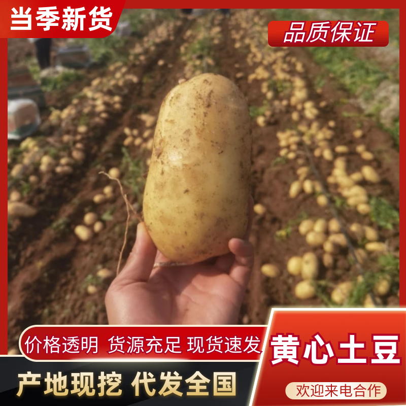 河南精品沃土五号土豆大量上市支持各种规格包装供应各大