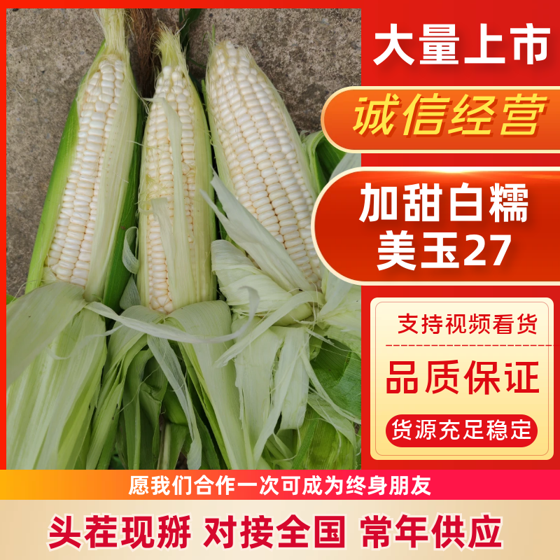 加甜糯美玉27大量上市货源充足产地直供