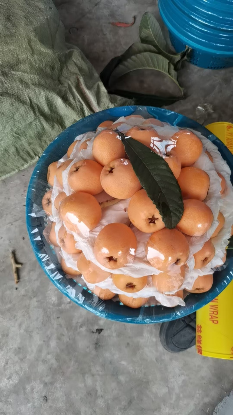 枇杷,五星枇杷，大量新鲜现货，产地直发欢迎选购