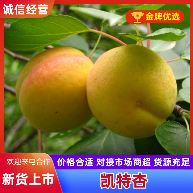 [热卖]金寿杏，凯特杏产地供应对接全国市场欢迎咨询