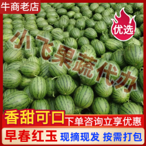 【早春红玉】保定小吊瓜小糖丸西瓜冰淇淋吊瓜产地批发