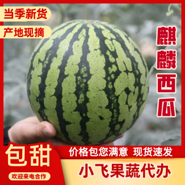 【无籽麒麟西瓜】保定无籽西瓜大棚头茬麒麟瓜产地批发