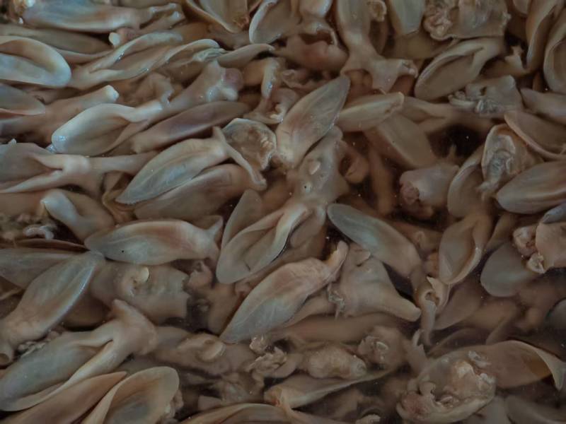 兔耳朵厂家货源大量供应宠物食品专用欢迎电话联系
