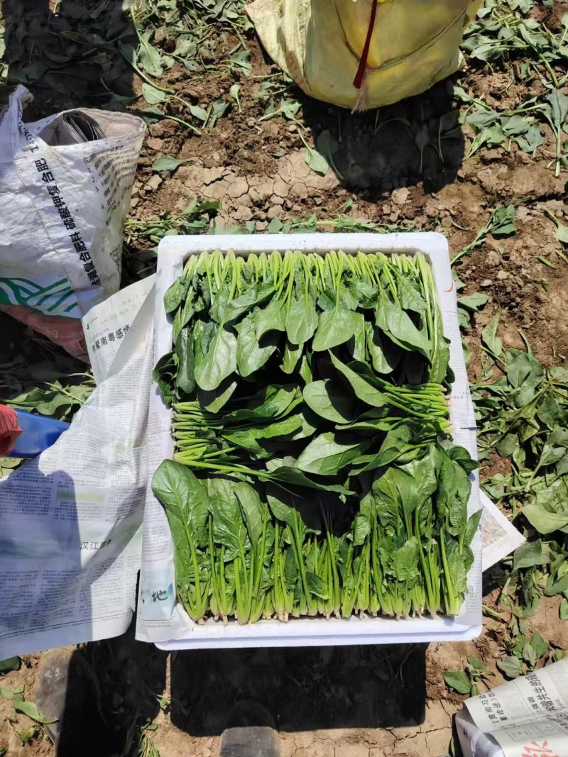 【实力】辽宁凌海大叶菠菜货源充足量大从优可视频看货