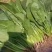 【实力】辽宁凌海大叶菠菜货源充足量大从优可视频看货