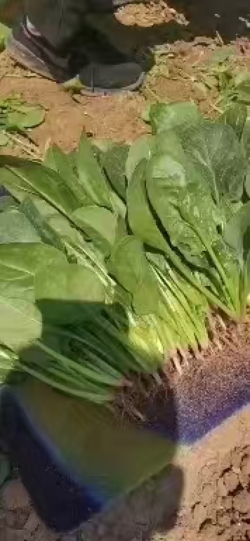 【实力】辽宁凌海大叶菠菜货源充足量大从优可视频看货