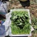 【实力】辽宁凌海大叶菠菜货源充足量大从优可视频看货