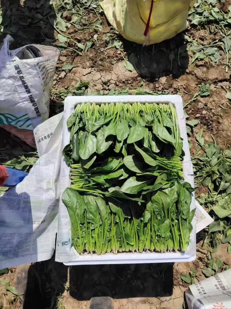 【实力】辽宁凌海大叶菠菜货源充足量大从优可视频看货