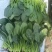 【实力】辽宁凌海大叶菠菜货源充足量大从优可视频看货