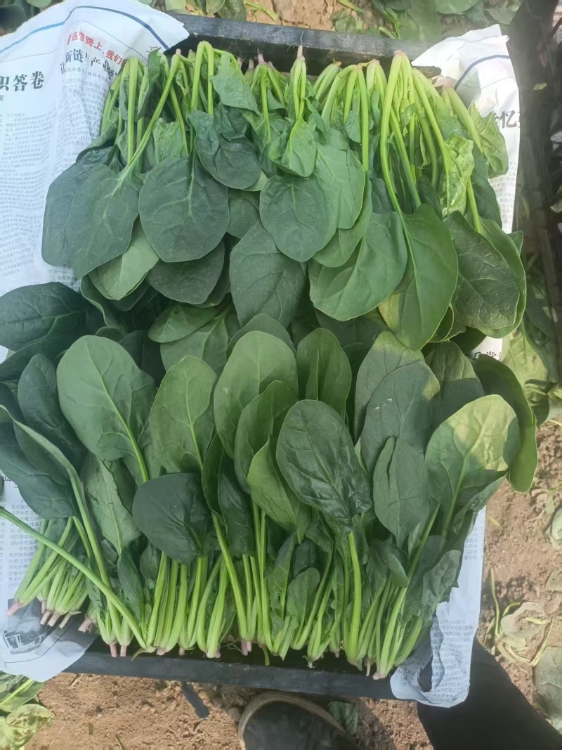 【实力】辽宁凌海大叶菠菜货源充足量大从优可视频看货