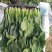 【实力】辽宁凌海大叶菠菜货源充足量大从优可视频看货