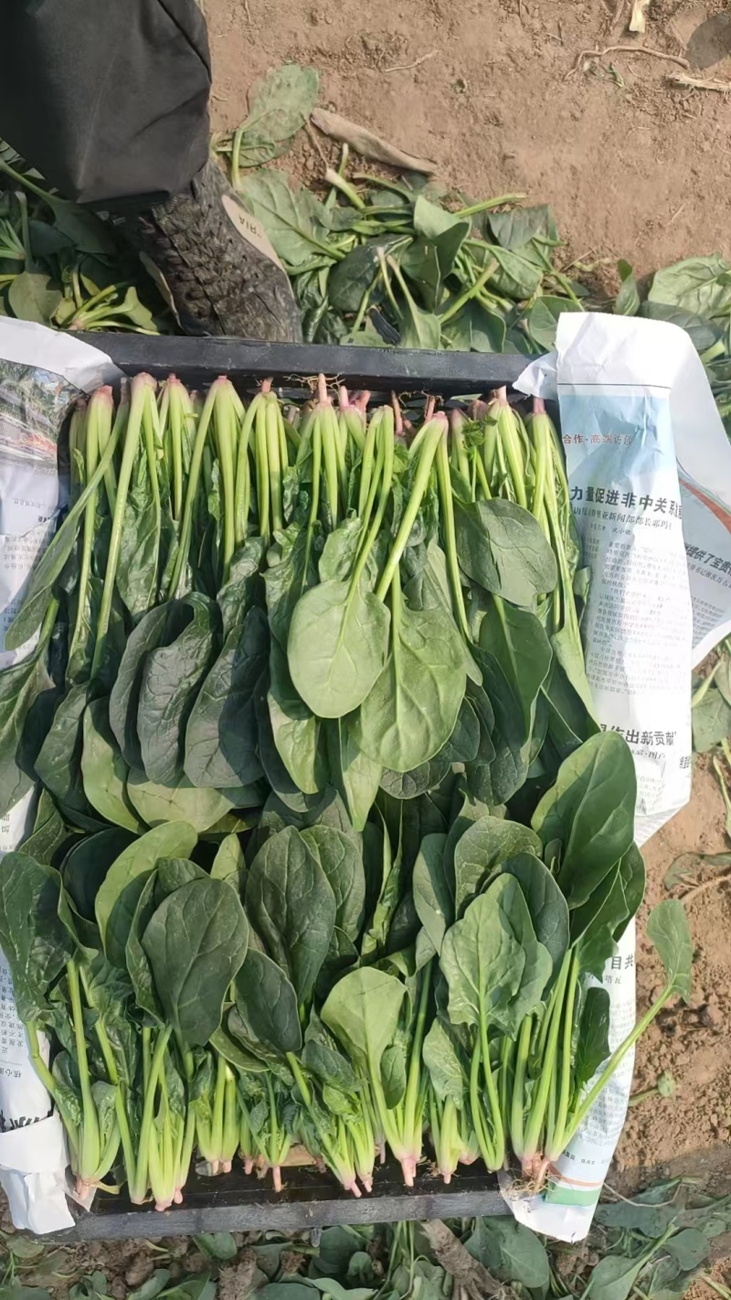 【实力】辽宁凌海大叶菠菜货源充足量大从优可视频看货