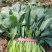 【实力】辽宁凌海大叶菠菜货源充足量大从优可视频看货