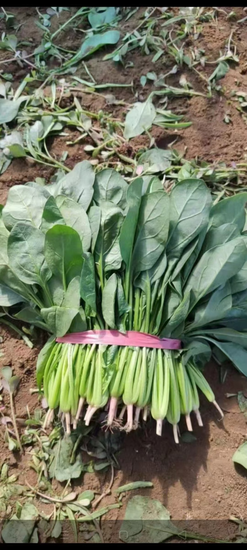 【实力】辽宁凌海大叶菠菜货源充足量大从优可视频看货