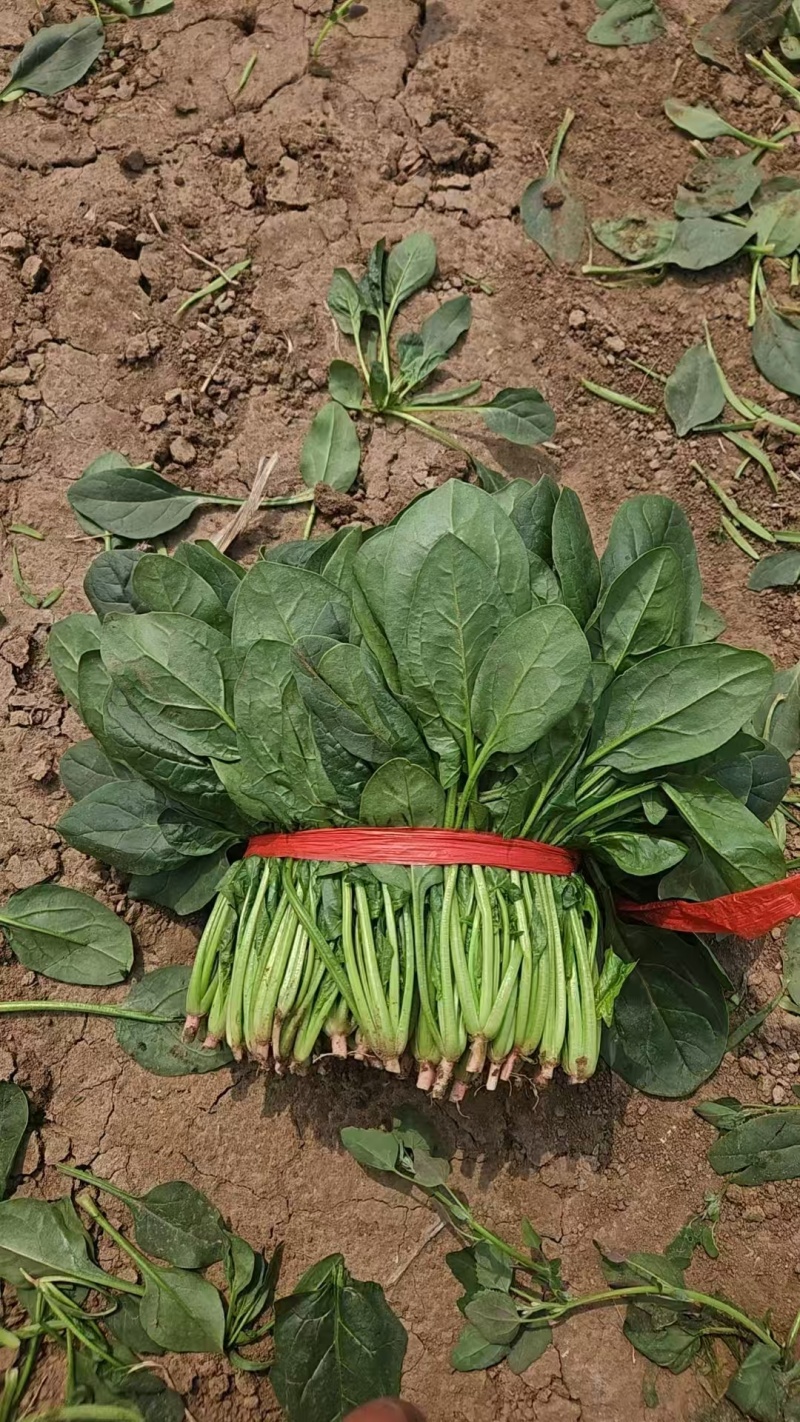 【实力】辽宁凌海大叶菠菜货源充足量大从优可视频看货