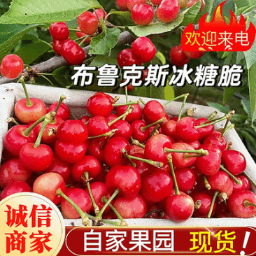 《布鲁克斯冰糖脆》陕西樱桃/自家果园现摘/欢迎来电洽谈