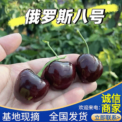 俄罗斯8号大樱桃/艺术家俄8樱桃/个头大甜度高/果园现摘