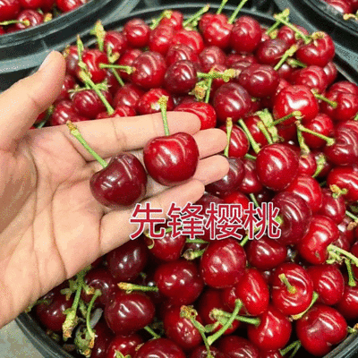 《先锋樱桃》陕西大樱桃/自产自销/现摘现发/欢迎来电洽谈