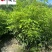出售桢楠小苗1-1.8米桢楠价格桢楠工程绿化苗批发