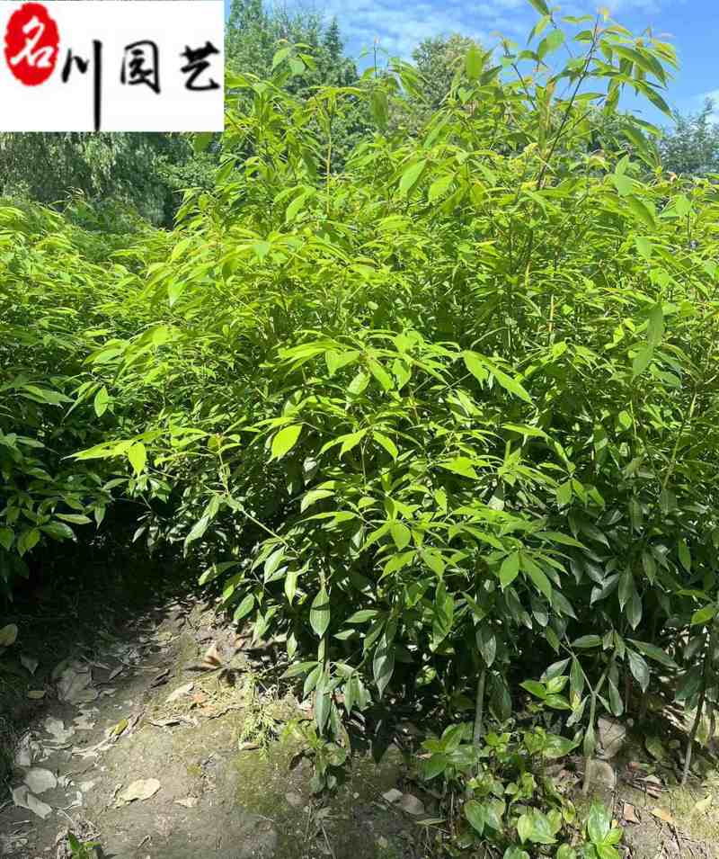 出售桢楠小苗1-1.8米桢楠价格桢楠工程绿化苗批发