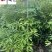 出售桢楠小苗1-1.8米桢楠价格桢楠工程绿化苗批发