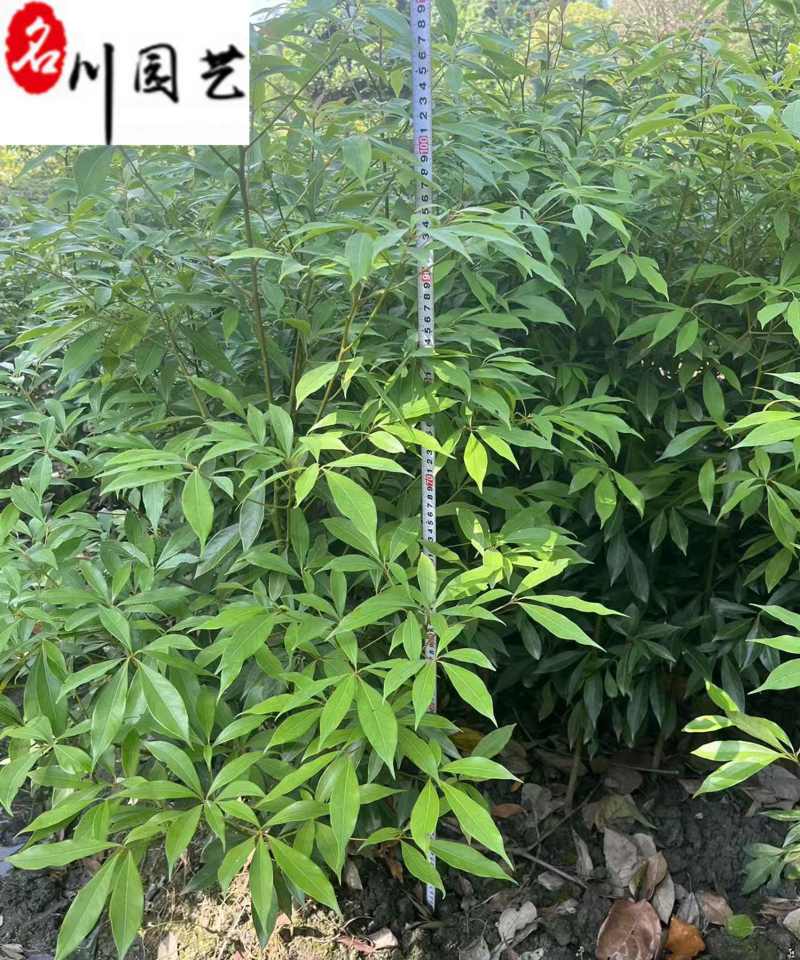 出售桢楠小苗1-1.8米桢楠价格桢楠工程绿化苗批发