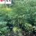 出售桢楠小苗1-1.8米桢楠价格桢楠工程绿化苗批发