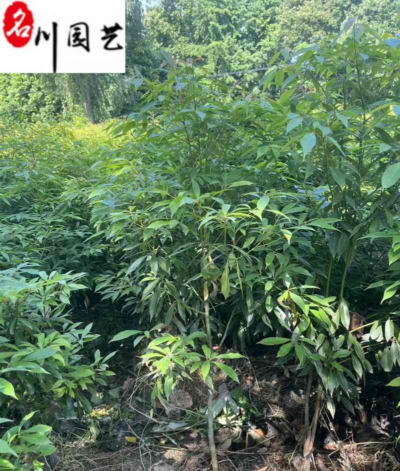出售桢楠小苗1-1.8米桢楠价格桢楠工程绿化苗批发