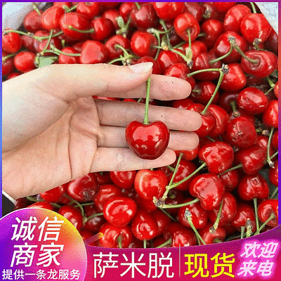 萨米脱樱桃&心型樱桃/农户自产自销/现摘现卖/欢迎来电