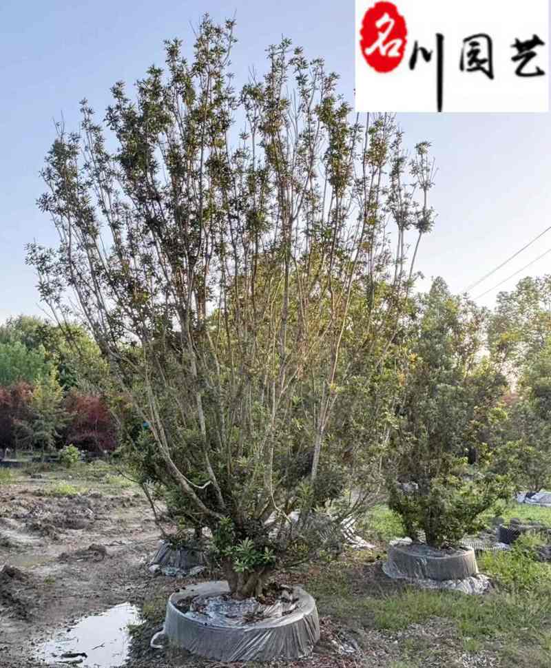 出售杨梅树丛生杨梅2.5-3.5米杨梅树价格基地直供