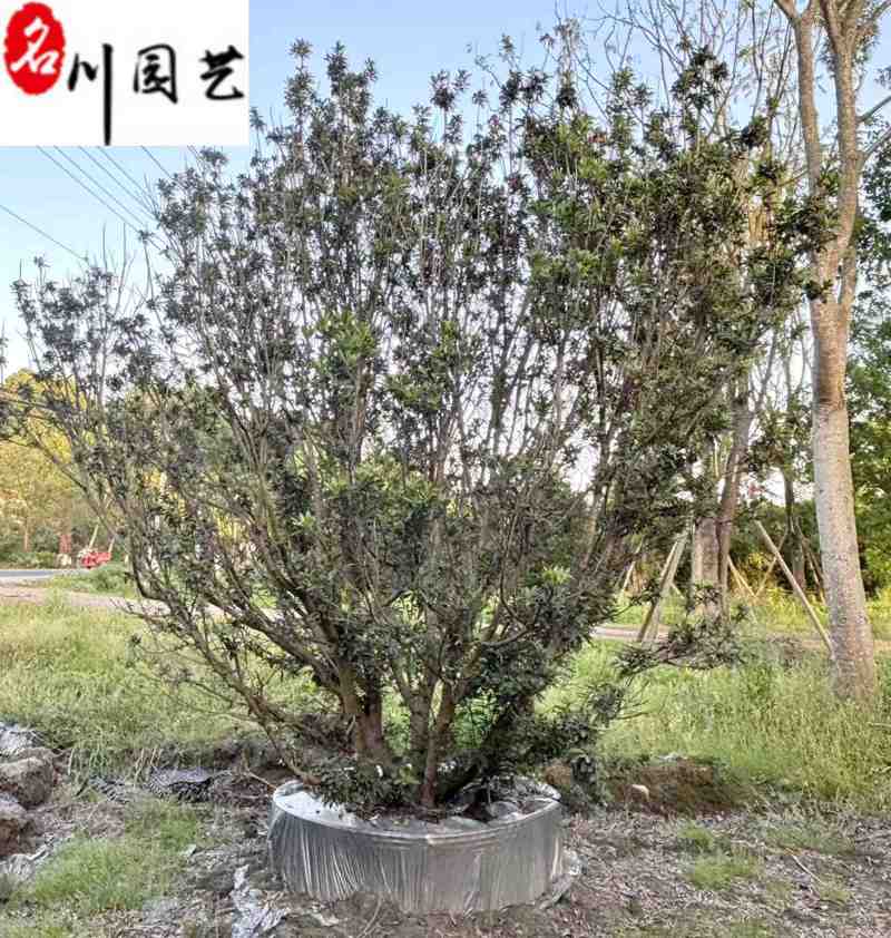 出售杨梅树丛生杨梅2.5-3.5米杨梅树价格基地直供