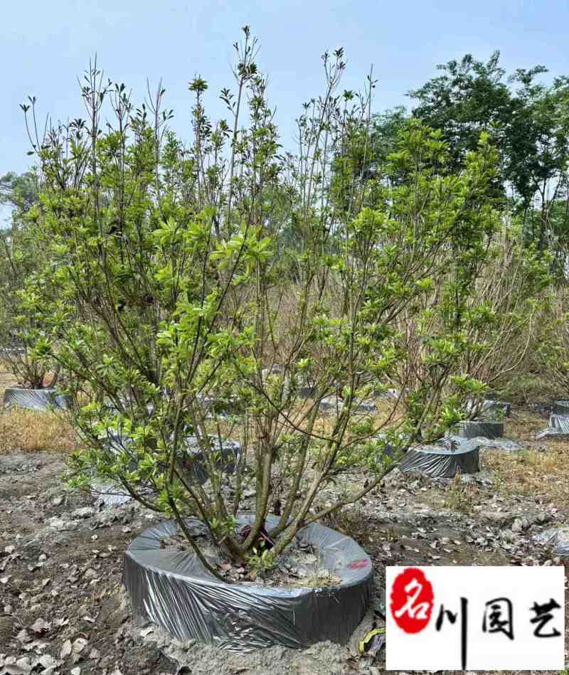 出售杨梅树丛生杨梅2.5-3.5米杨梅树价格基地直供