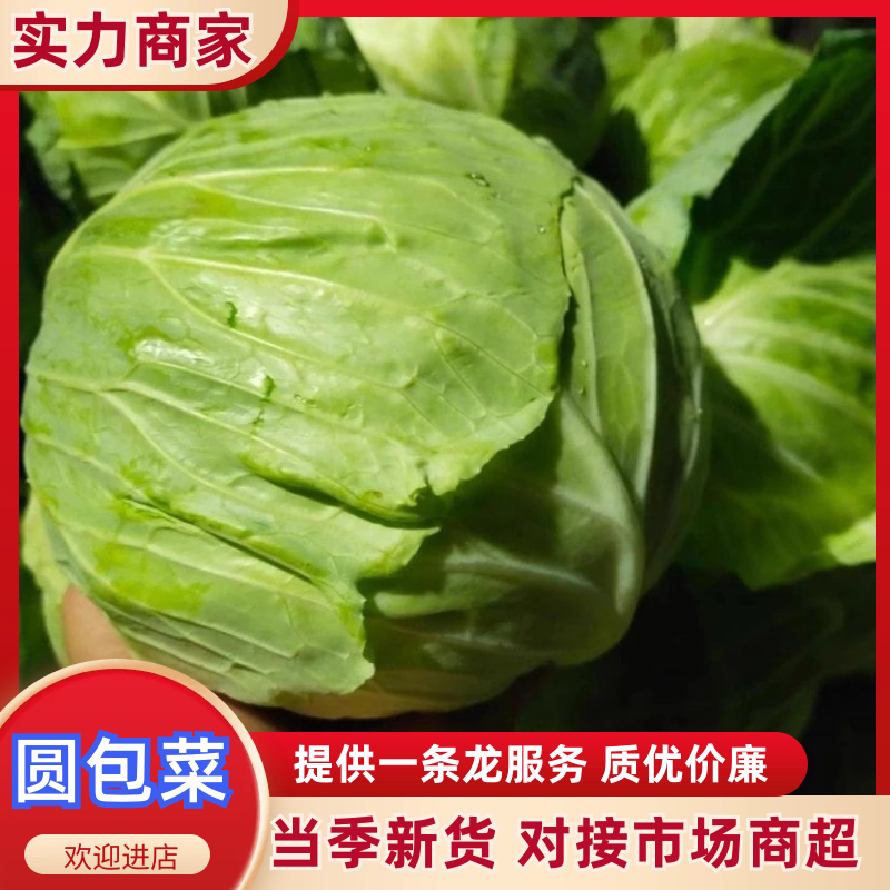 河南洋白菜甘蓝圆包菜，品质保证，量大从优，可视频看货