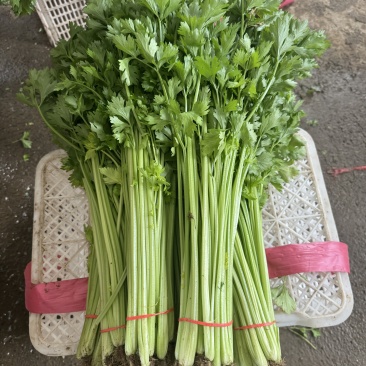 山东毛芹芹菜对接电商市场商超一手货源保质保量