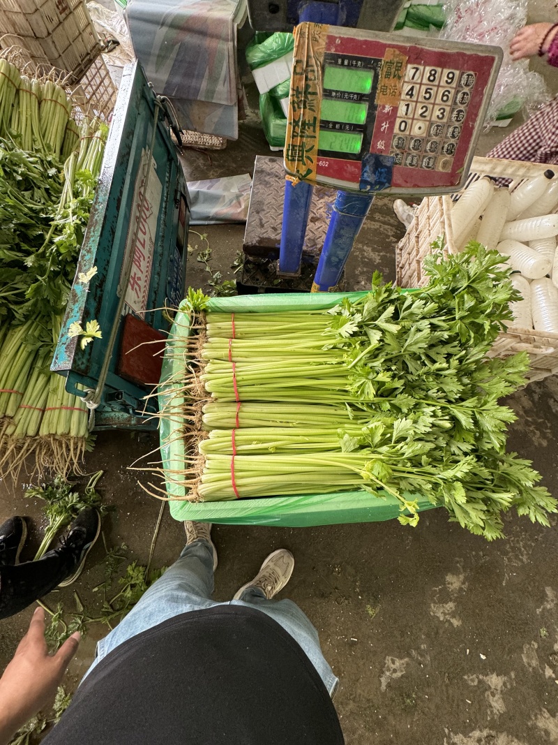 山东毛芹芹菜对接电商市场商超一手货源保质保量