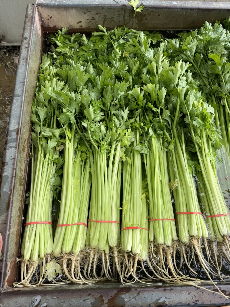 山东毛芹芹菜对接电商市场商超一手货源保质保量