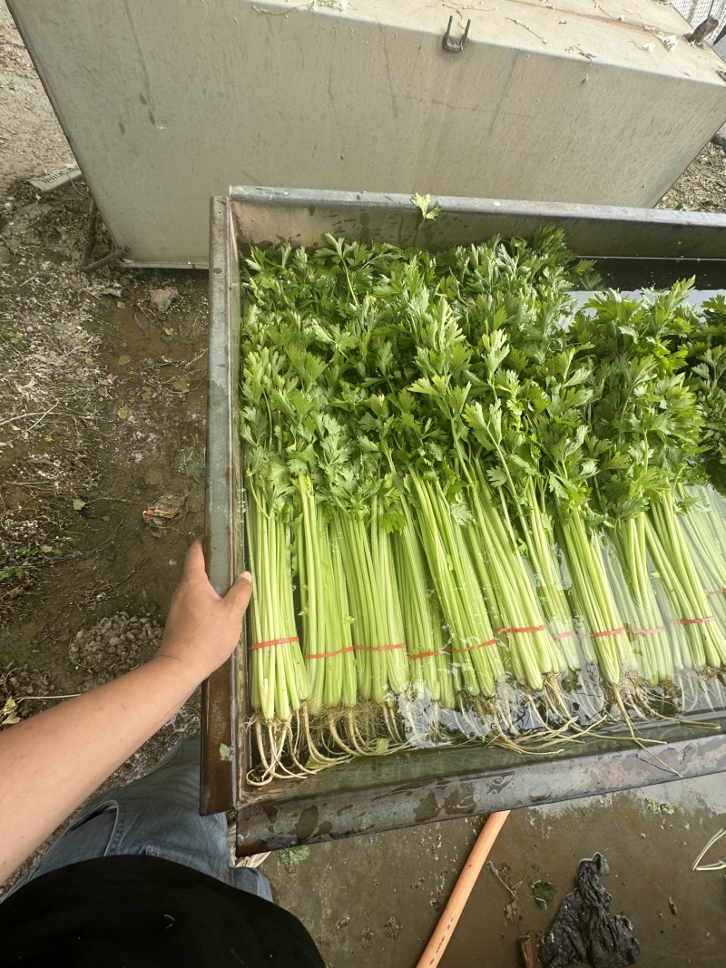 山东毛芹芹菜对接电商市场商超一手货源保质保量