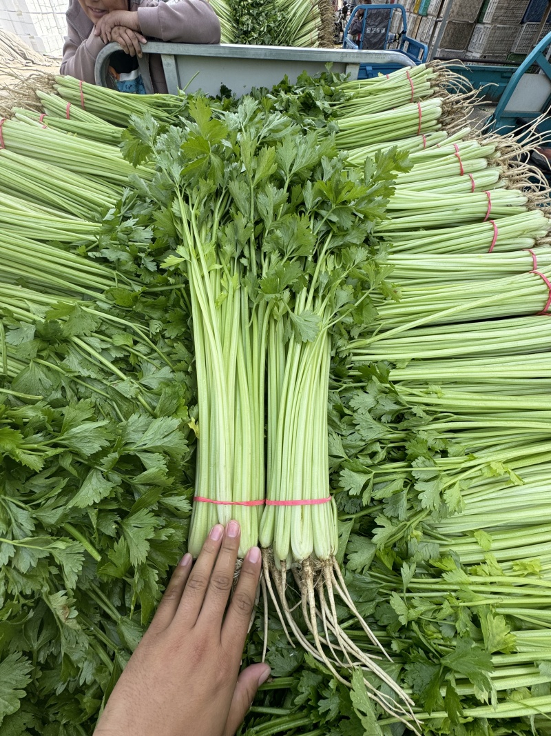 山东毛芹芹菜对接电商市场商超一手货源保质保量