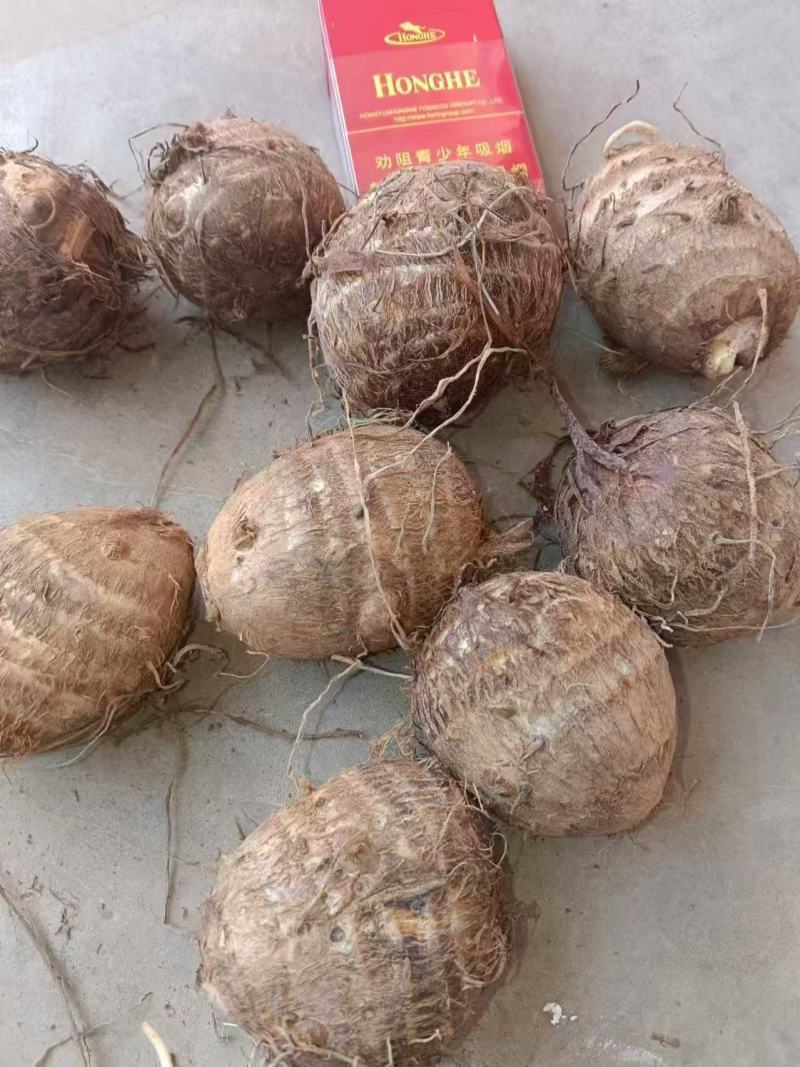 毛芋头/牛奶小芋头/大芋头一件代发
