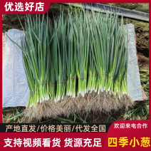 东北吉林香葱、小葱，产地直发，保质保量价格美丽！