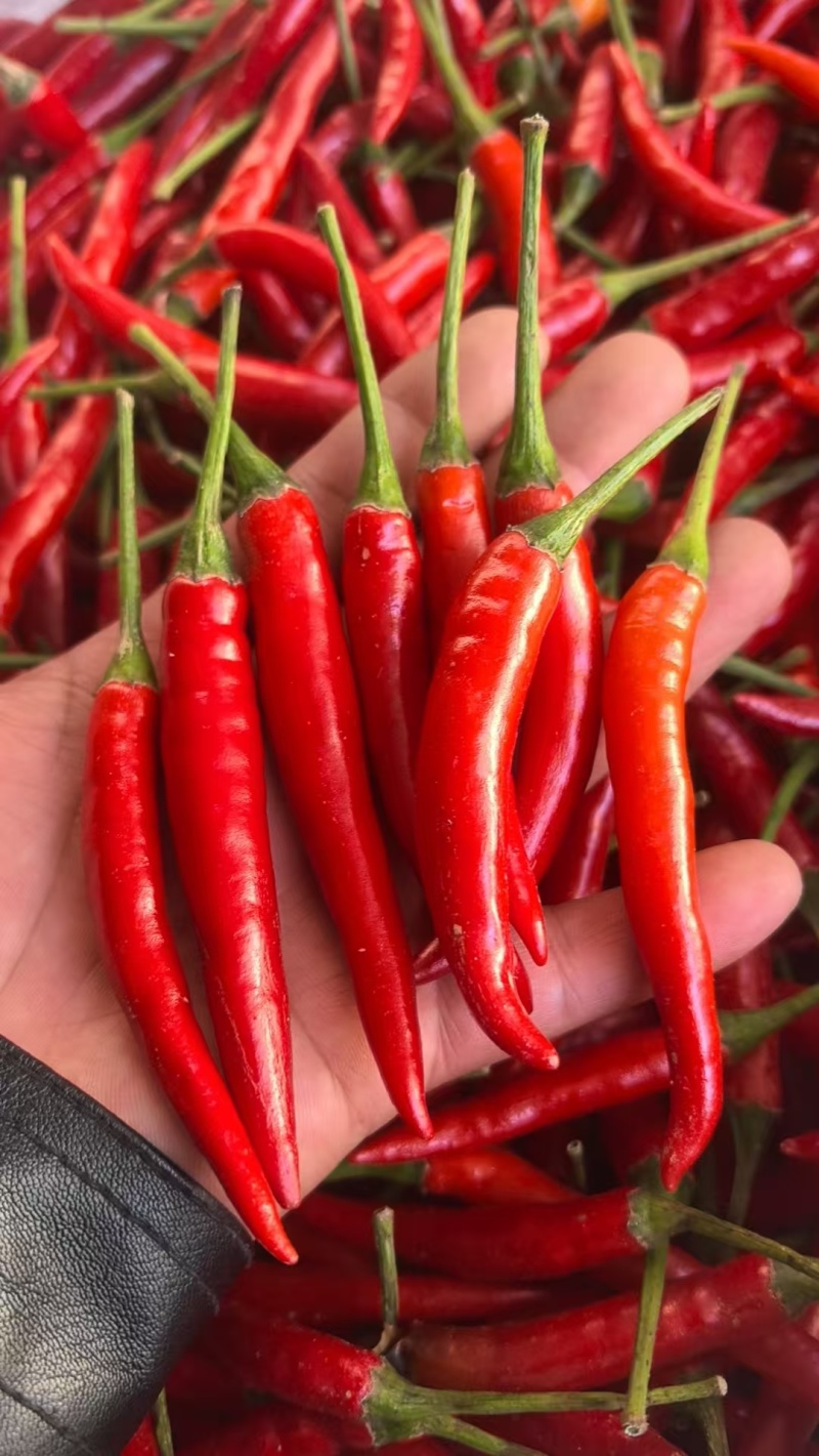 【精品美人椒】辣椒艳红辣椒质量保证，货源充足