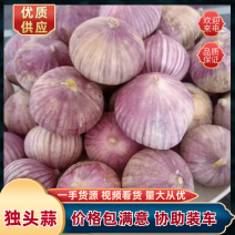 【全国发货】东北辽宁省绥中县万亩产地优质紫皮独头蒜大蒜