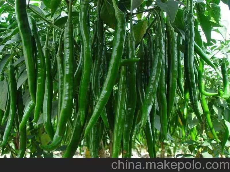 精选山东优质线椒苗挂果多根系发达口感好辣椒苗成活率高