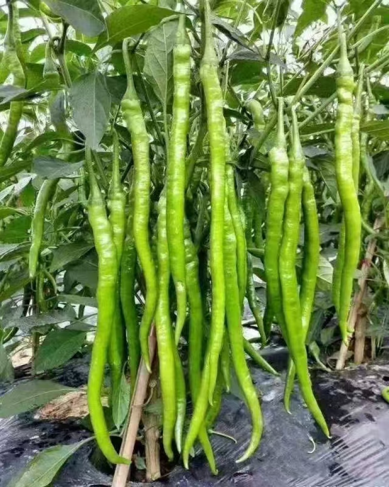 精选山东优质线椒苗挂果多根系发达口感好辣椒苗成活率高
