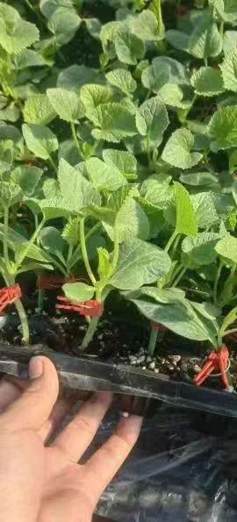 推荐酥香蜜88甜瓜苗皮薄肉厚口感好作果多成活率高价格实惠