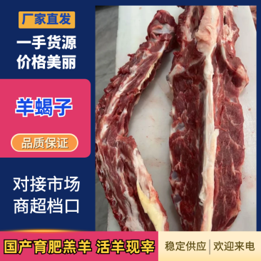 鲜杀羔羊羊蝎子（一手货源）量大从优，可视频看货代发全国