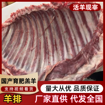 【羊排】鲜杀羔羊羊排，大量现货供应，可视频看货欢迎电联