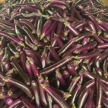 【精品长茄】广东徐闻茄子基地直供质量保证一手货源全国