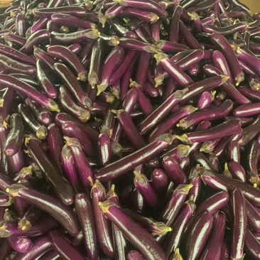 【精品长茄】广东徐闻茄子基地直供质量保证一手货源全国