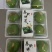 精选厂家食用甜心艾粉口感好品质优价格实惠常年供货欢迎电联